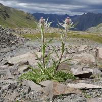 Cirsium scopulorum image